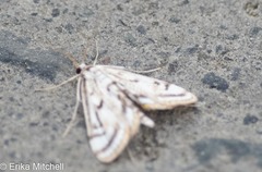 Parapoynx badiusalis