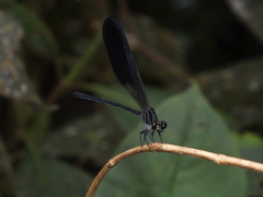 Polythoridae
