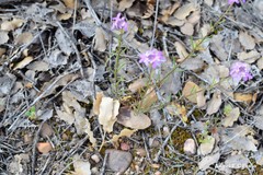 Iberis ciliata