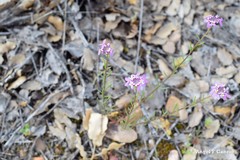 Iberis ciliata