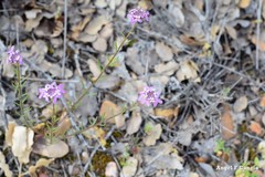Iberis ciliata