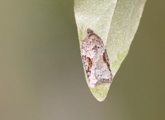 Acleris cornana