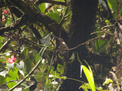 Coeligena wilsoni