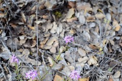 Iberis ciliata