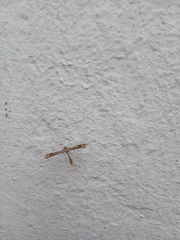 Stenoptilodes sematodactyla