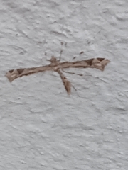 Stenoptilodes sematodactyla