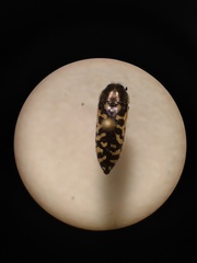 Acmaeodera solitaria