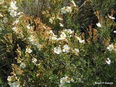 Cistus clusii