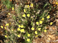 Helianthemum hirtum