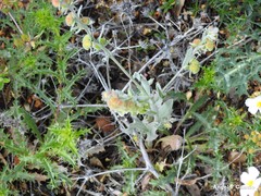 Cynoglossum cheirifolium