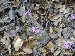 Iberis ciliata