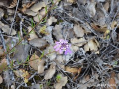 Iberis ciliata