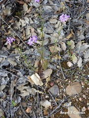 Iberis ciliata