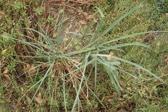 Carex spissa