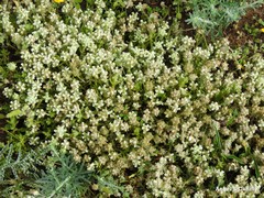 Teucrium gnaphalodes