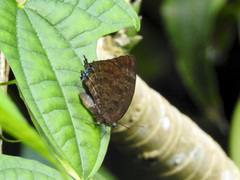 Arhopala centaurus nakula