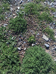 Oryctolagus cuniculus cuniculus