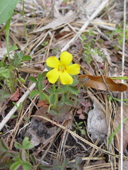 Oxalis macrantha