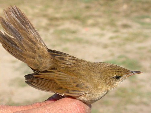 Foto de Common Grasshopper Warbler