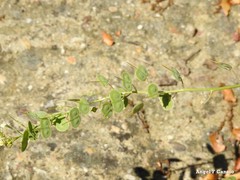 Biscutella auriculata