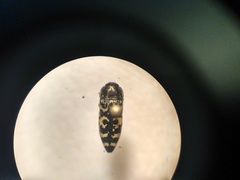 Acmaeodera decipiens