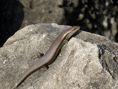 Trachylepis depressa