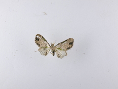 Chloroclystis sphragitis