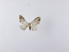 Chloroclystis sphragitis