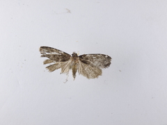 Cryptaspasma querula