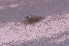Cicadellidae