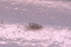 Cicadellidae