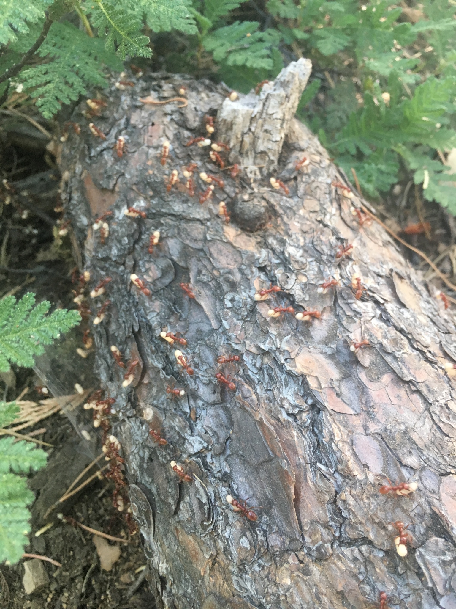 Polyergus mexicanus