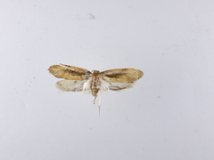 Atomotricha isogama
