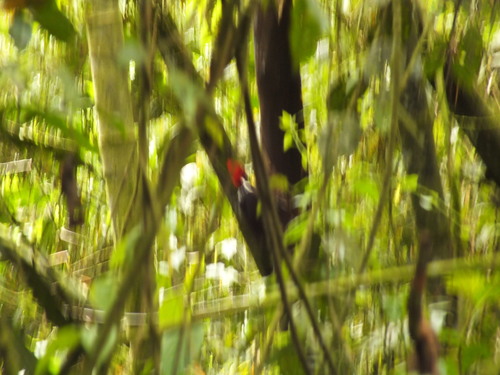 Campephilus gayaquilensis