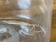 Bistanta mexicana