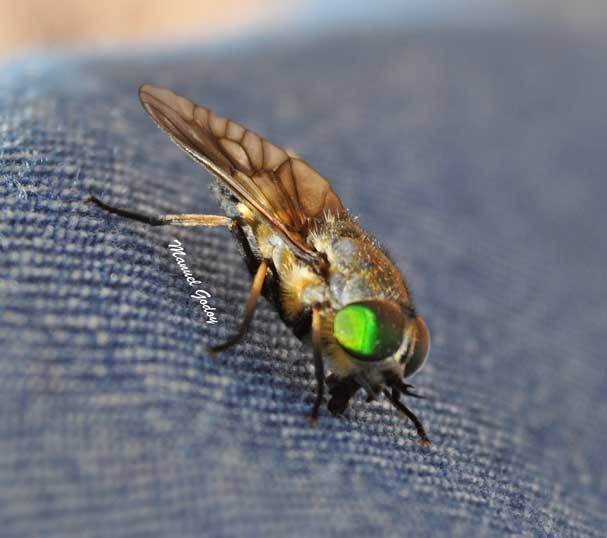 Dicladocera nubipennis