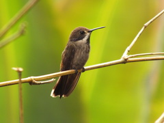 Colibri delphinae
