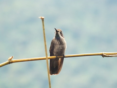 Colibri delphinae