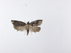 Cryptaspasma querula