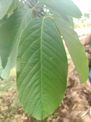 Trichanthera gigantea