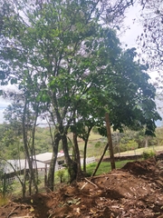 Trichanthera gigantea