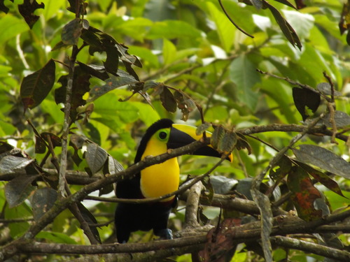 Ramphastos brevis
