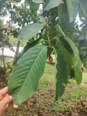 Trichanthera gigantea
