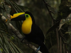 Ramphastos brevis