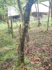 Trichanthera gigantea