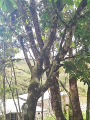 Trichanthera gigantea