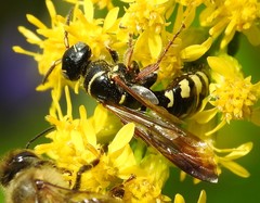 Myzinum carolinianum