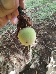 Trichanthera gigantea