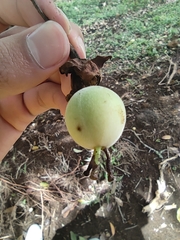 Trichanthera gigantea