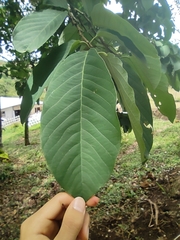 Trichanthera gigantea